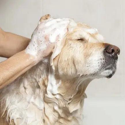 愛犬をお風呂に入れてはいけないものをご存知ですか? - aspett