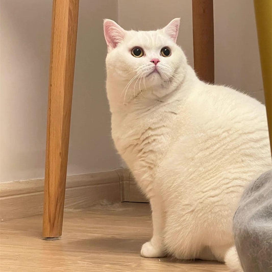 猫のダイエット方法は何ですか? - aspett